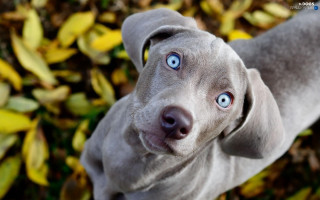 Gray dog blue eyes leafy 3 - optical free wallpaper