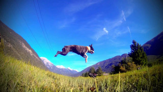 Dog jumping frisbee air grass - a frisbee free wallpaper
