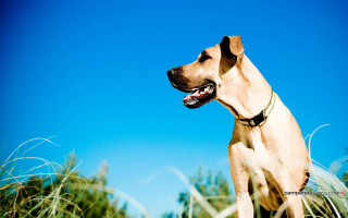 Dog standing tall grass tongue - the tall grass free wallpaper