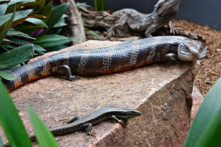 Lizard laying rock garden plants - the rock free wallpaper