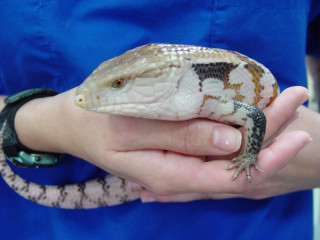 Person holding lizard blue shirt - cricorps grégoire free wallpaper
