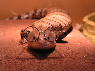 Lizard glasses laying ground head - glass free wallpaper