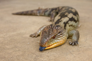 Lizard blue tail ground mouth - an illustration of free wallpaper