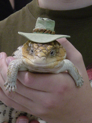 Person lizard hat western furry - a person holding free wallpaper