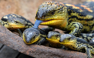 Lizard closeup eating background foreground - antipodean free wallpaper