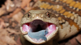 Snake mouth open tongue out 5 - david young cameron free wallpaper