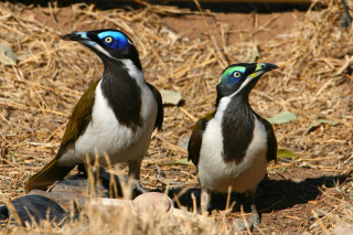 Two birds dry grass straw - a pile free wallpaper