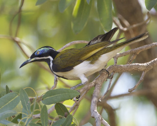 Bird perched branch leaves beak - a branch of a tree free wallpaper