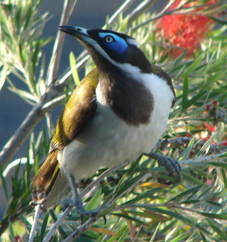 Blue white beak bird branch - australian tonalism free wallpaper