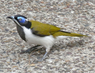 Small bird blue white head - australian tonalism free wallpaper