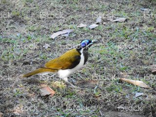 Blue bird yellow wings grass - australian tonalism free wallpaper