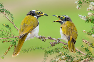 Two birds branch leaves flowers - two bird free wallpaper