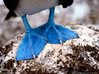 Blue bird black head white 2 - david young cameron free wallpaper
