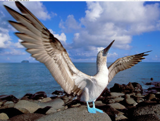Bird wings rock ocean blue - david young cameron free wallpaper