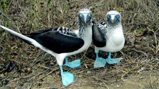 Two birds standing ground brush - a black head free wallpaper