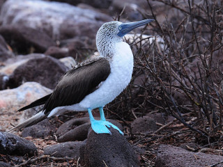 Bird blue beak desert rocks - david young cameron free wallpaper