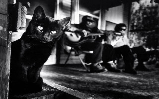 Black cat porch guitar man - a guitar free wallpaper