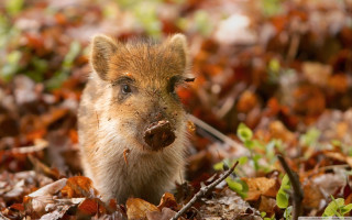 Small pig leaves grass stick - its mouth free wallpaper