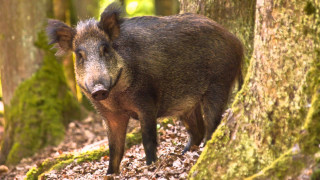Wild boar woods tree trunk - wild free wallpaper