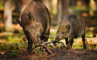 Wild boars eating grass woods - primitivism free wallpaper