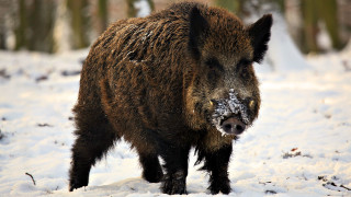 Wild boar snow forest trees - wild free wallpaper