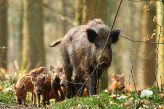 Wild boars forest autumn nature - wild free wallpaper