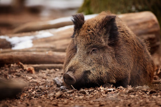 Small brown boar forest floor - covered ground free wallpaper
