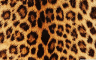 Leopard print cell phone case - derek chittock free wallpaper