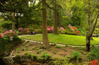 Lush green park winding path - a lush green park free wallpaper