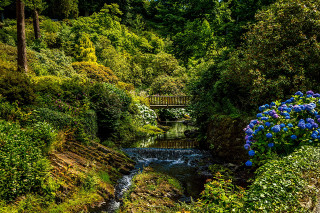 Lush green forest stream bridge - alexander johnston free wallpaper