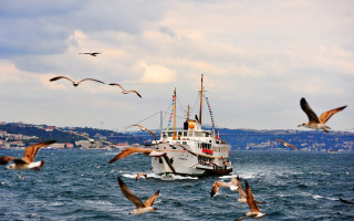 Boat seagulls water city buildings - a few building free wallpaper