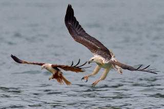Two birds flying over water - their wing free wallpaper