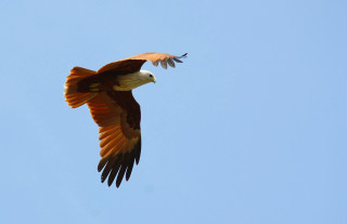 Eagle flying blue sky white - arie smit free wallpaper