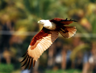Bird flying trees background wire - bholekar srihari free wallpaper
