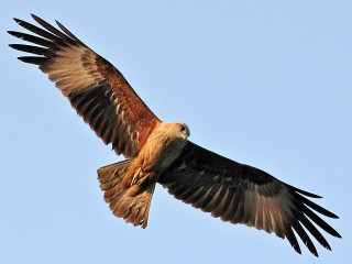 Large bird flying blue sky 3 - arie smit free wallpaper