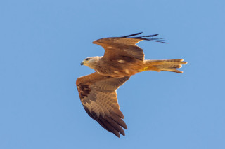 Bird of prey flying blue - arie smit free wallpaper