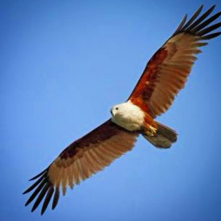 Large bird flying blue sky 5 - bird free wallpaper