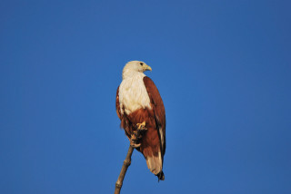 Bird of prey sitting branch - against free wallpaper