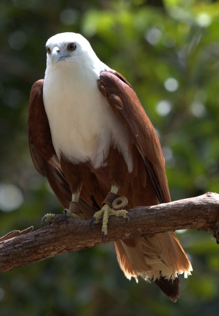 Bird prey branch illustration blurry - a blurry background of leaves free wallpaper
