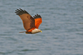 Bird flying water fish talons - bird free wallpaper