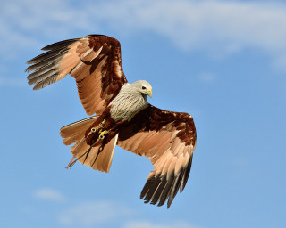 Bird of prey flying wings 9 - animal free wallpaper