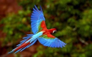 Colorful bird flying wings spread 7 - colorful free wallpaper