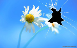 Flower broken glass blue sky - a broken window free wallpaper
