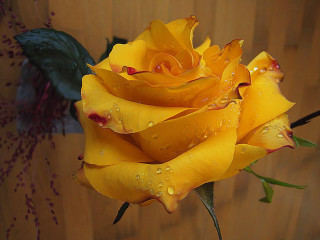 Yellow rose water droplets wooden - a yellow rose free wallpaper