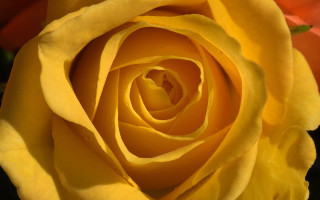 Yellow rose black background red - a yellow rose free wallpaper
