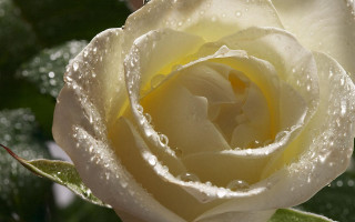 White rose water droplets petals - the petal free wallpaper