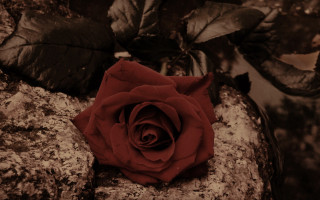 Red rose rock leaves branch - a red rose free wallpaper for desktop