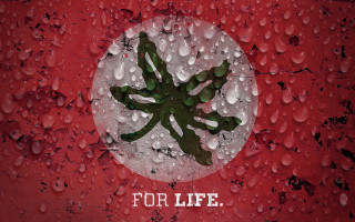 Plant water drops life red - the center of the picture free wallpaper
