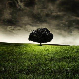 Lone tree cloudy sky field - under free wallpaper