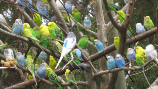 Colorful birds on tree branch - colorful bird free wallpaper